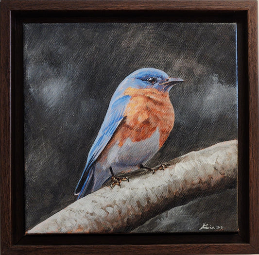 Eastern Bluebird