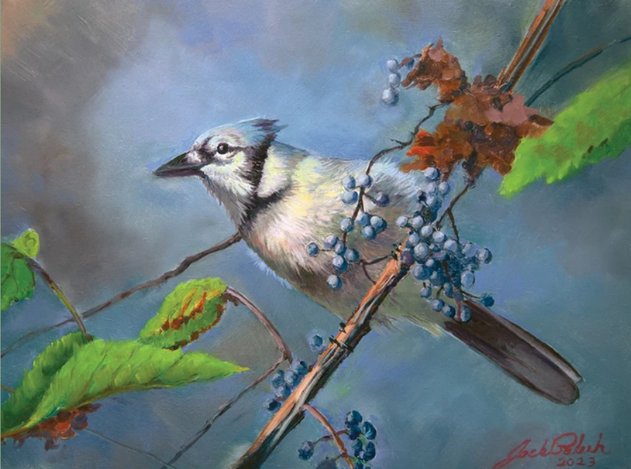 Blue Jay | Original