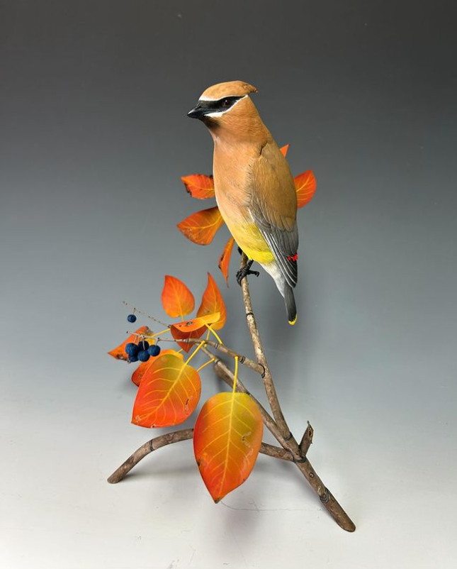 Cedar Waxwing in the Viburnum